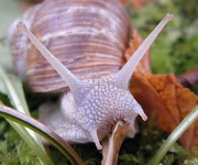 A Snail.